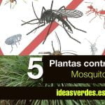 Plantar contra mosquitos