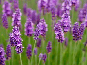 am_79225_2366953_921911