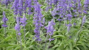 propiedades_de_la_salvia