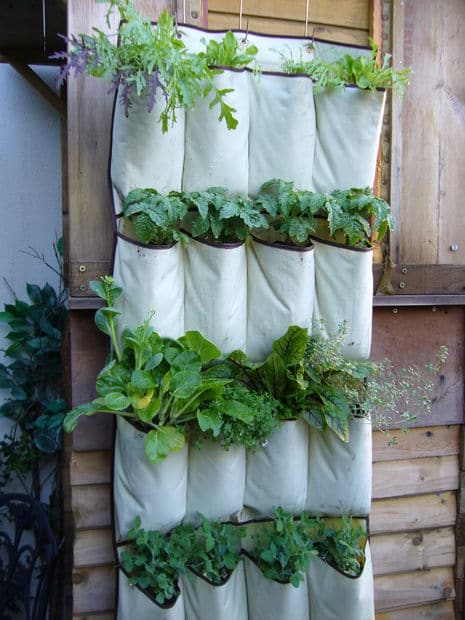 Use-A-Hanging-Shoe-Rack-To-Plant-Herbs-In
