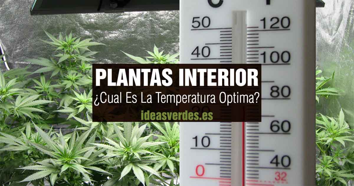 temperatura planta interior