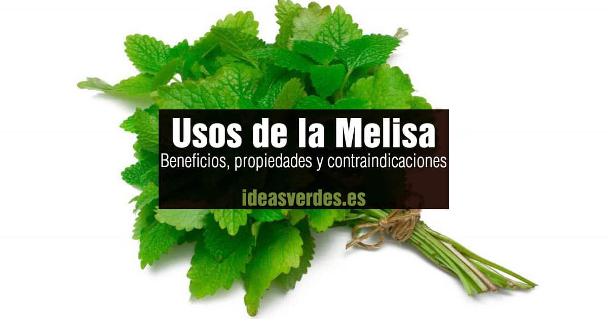 beneficios melisa