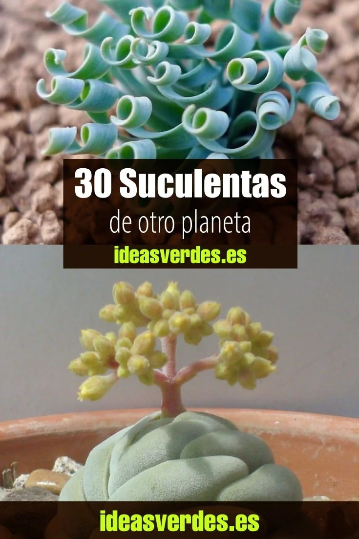 suculentas raras nombres