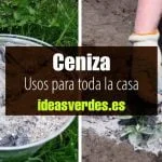 usos de la ceniza en casa
