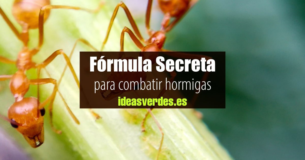 página padre persona La Formula Secreta Para Eliminar Hormigas De Forma Natural De Jairo  Restrepo - Ideas Verdes