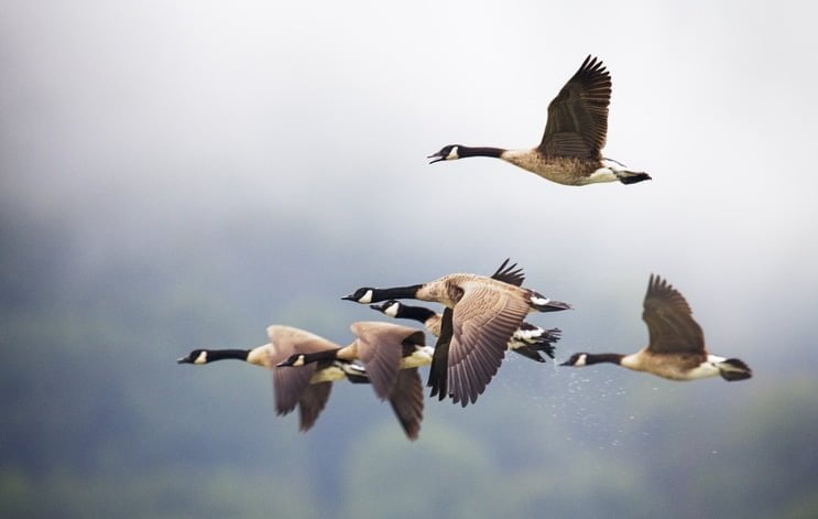 Aves migratorias