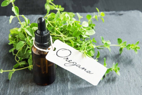 aceite de oregano casero
