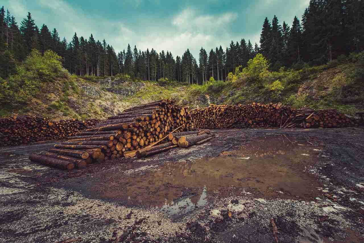 deforestacion