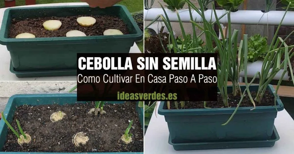 como cultivar cebolla en maceta sin semilla