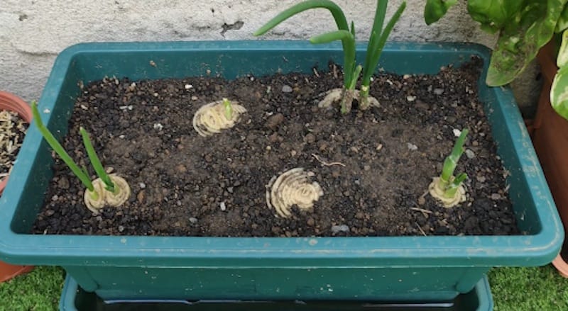 como plantar cebolla sin semilla