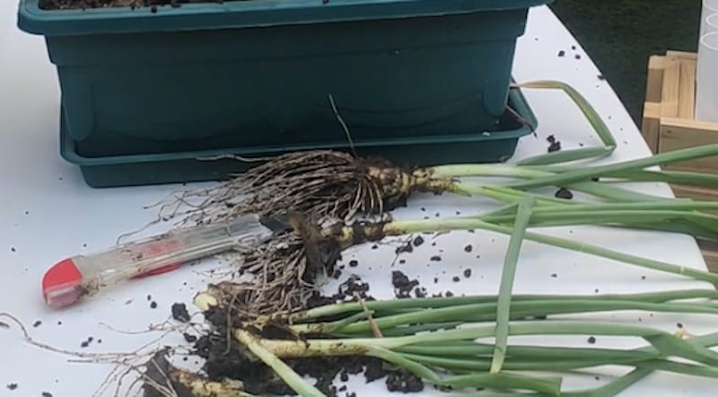como plantar cebolla sin semilla en maceta