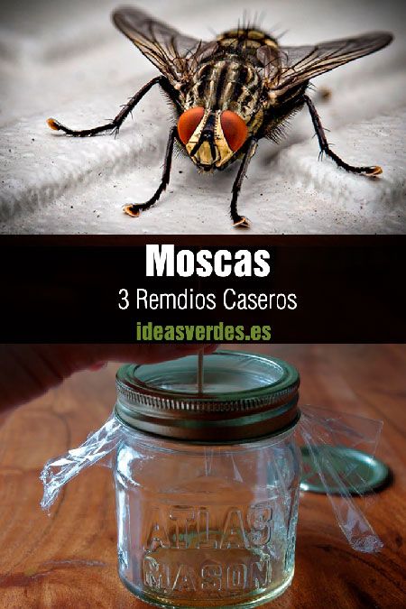 remedios caseros para las moscas