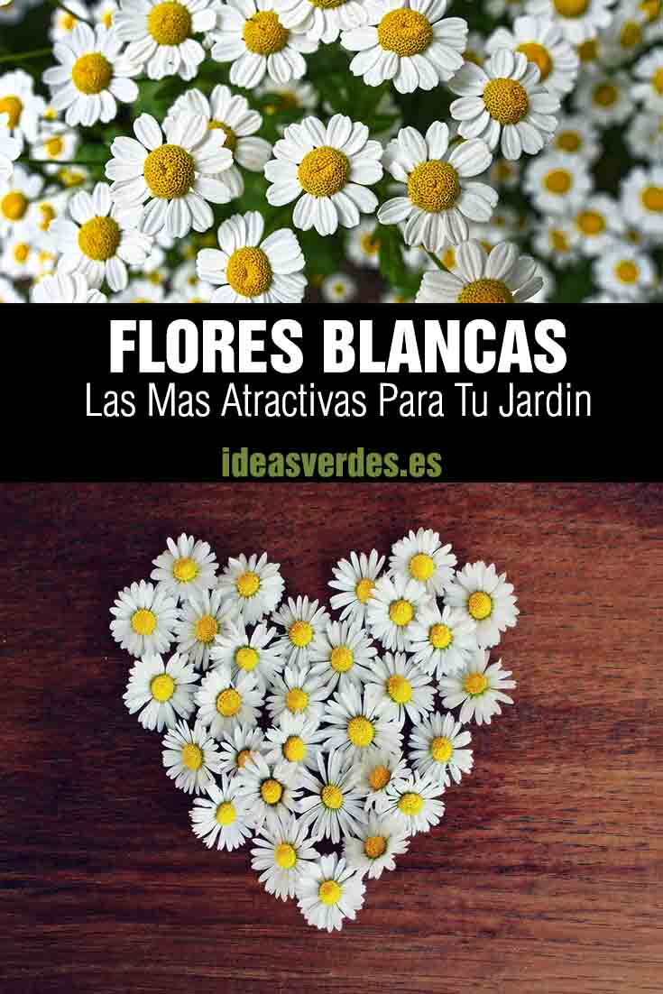 flores blancas jardín