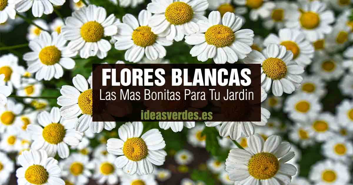 flores blancas