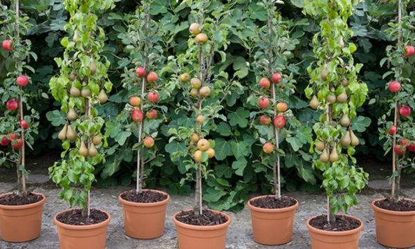 arboles frutales pequeños para macetas