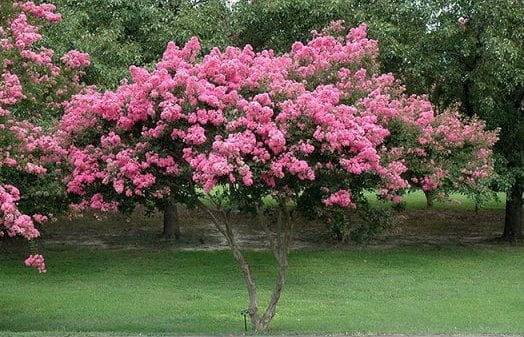 arbusto árbol de júpiter