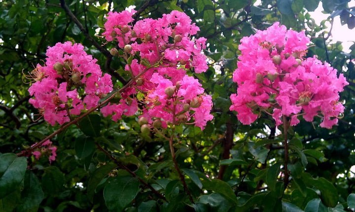 flor de árbol de júpiter
