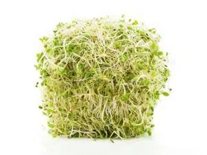germinado de lentejas