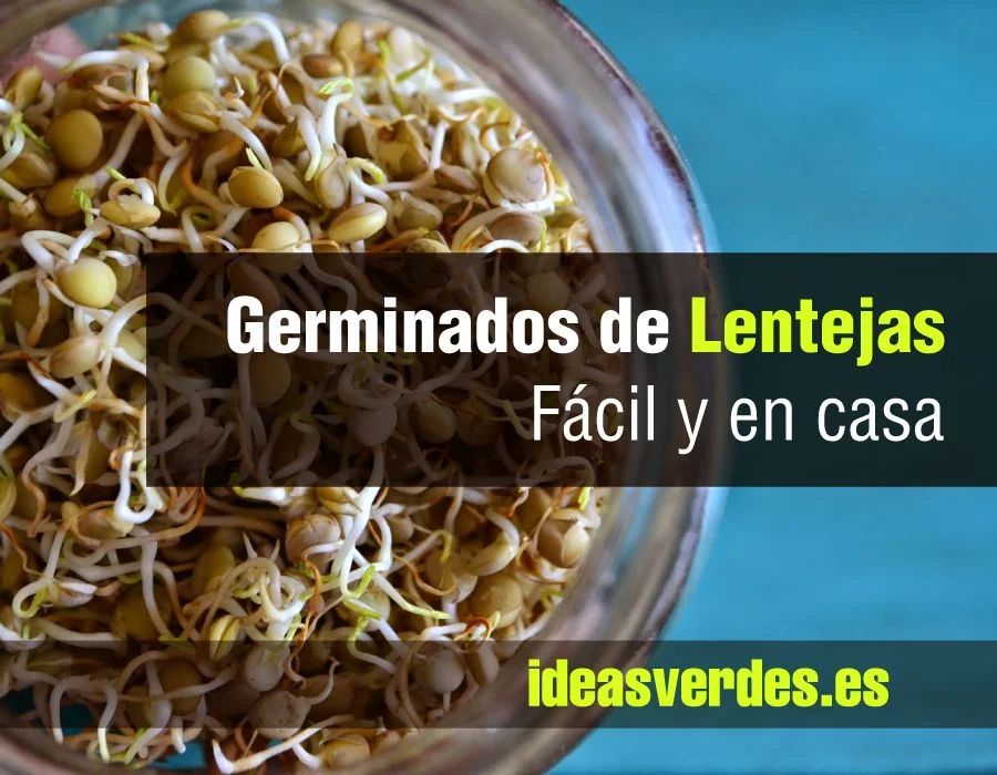 germinado lentejas