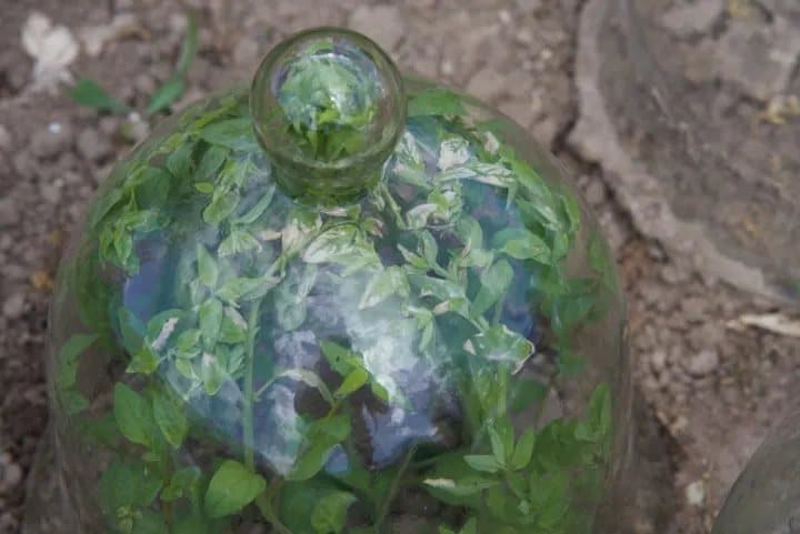 mini invernadero con botellas de vidrio