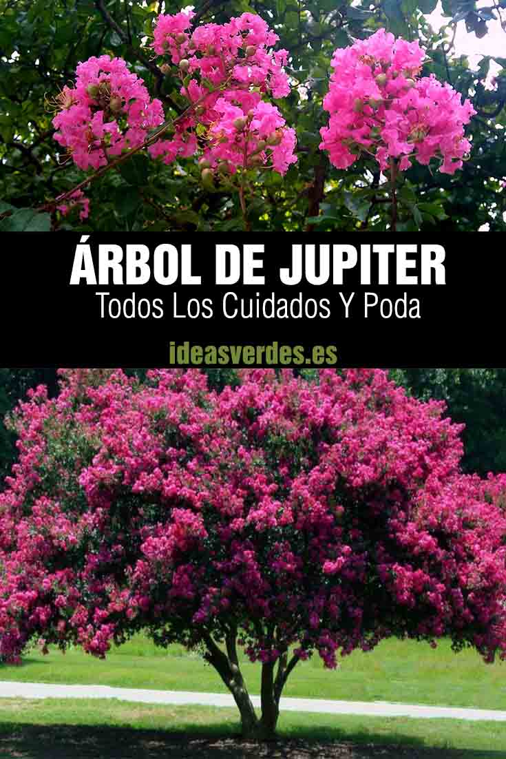 poda y cuidados del árbol de júpiter