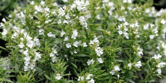 aceite esencial ajedrea planta