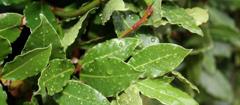 beneficios aceite de laurel