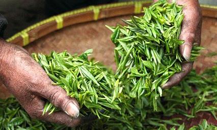 hojas de árbol de té