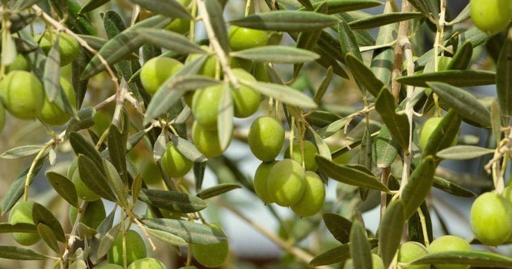 oliva o aceituna propiedades