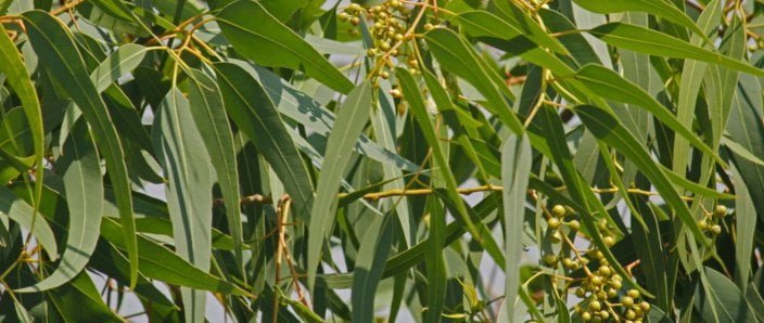 planta eucalipto beneficios