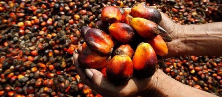propiedades del aceite de palma