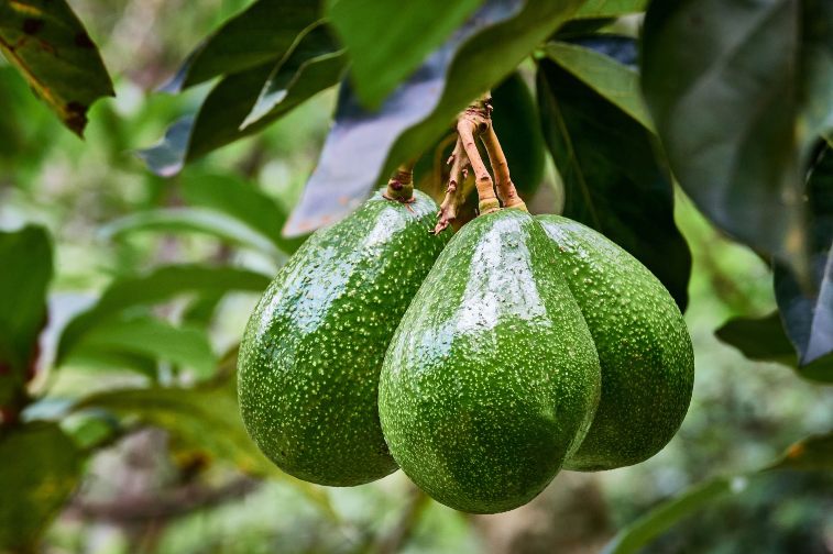 aguacate por esqueje