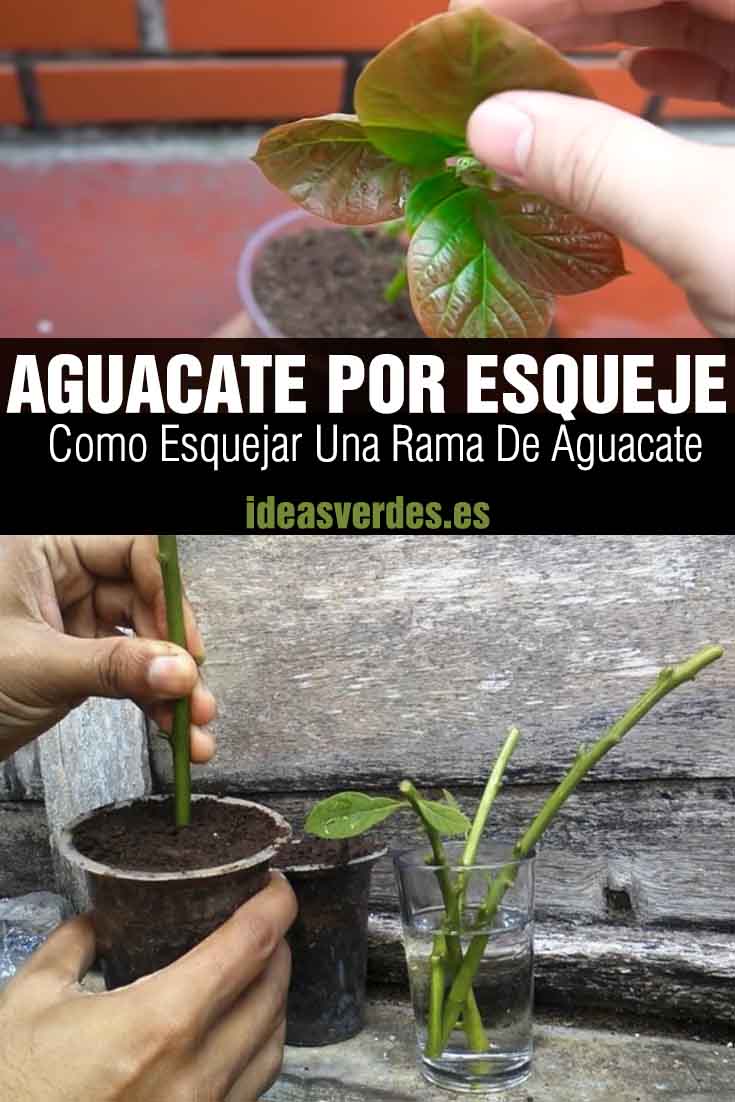 aguacate por esqueje