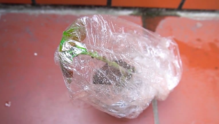 como reproducir aguacate por esqueje