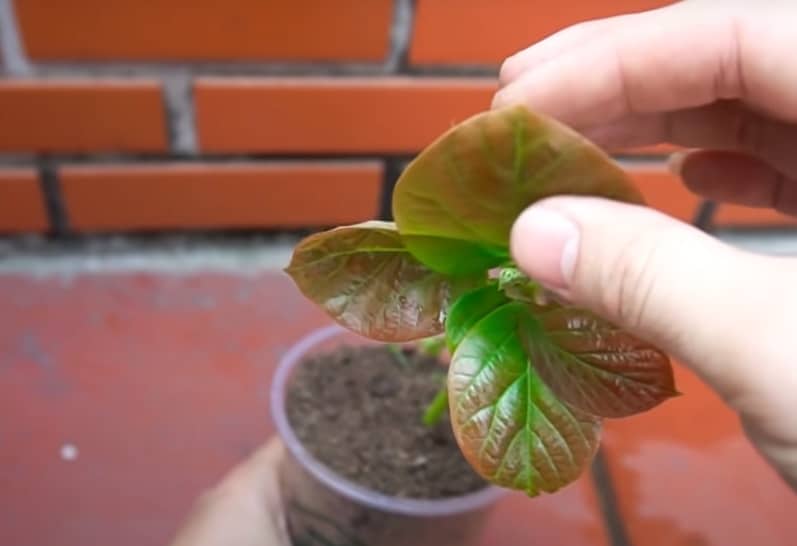 planta de aguacate por esqueje
