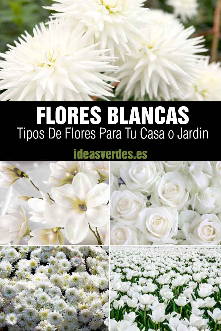 plantas flores blancas