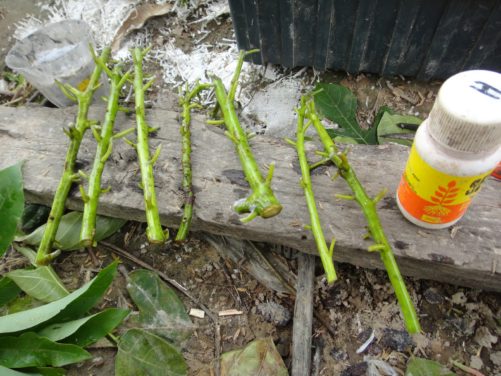 reproducir aguacate por esqueje