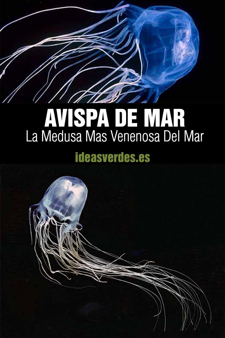 avispa de mar