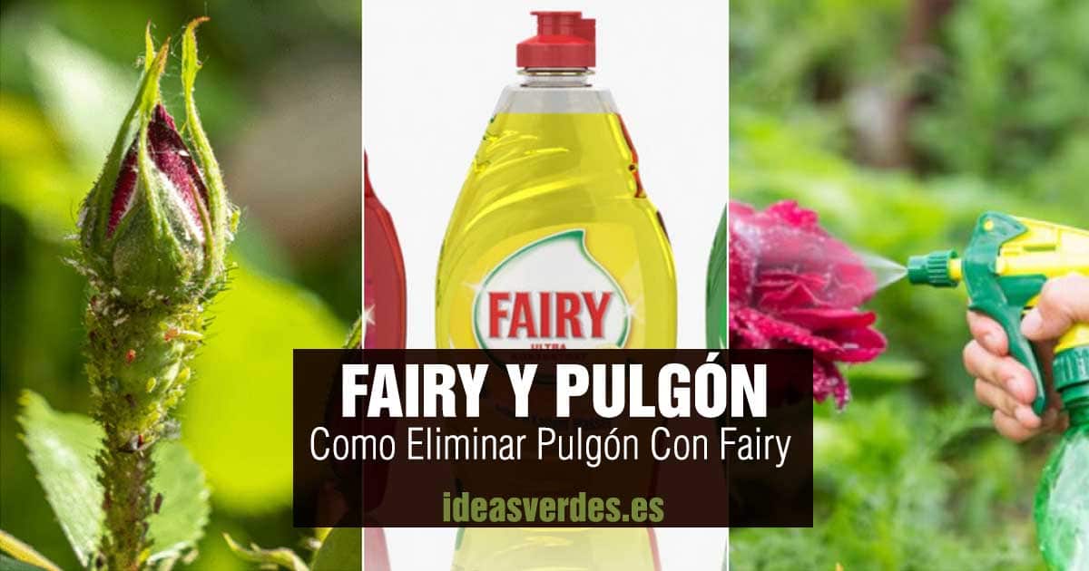 como eliminar pulgón con fairy