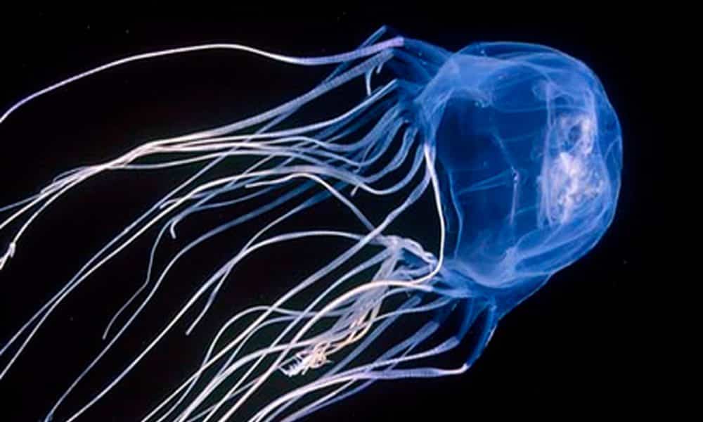 medusa avispa de mar