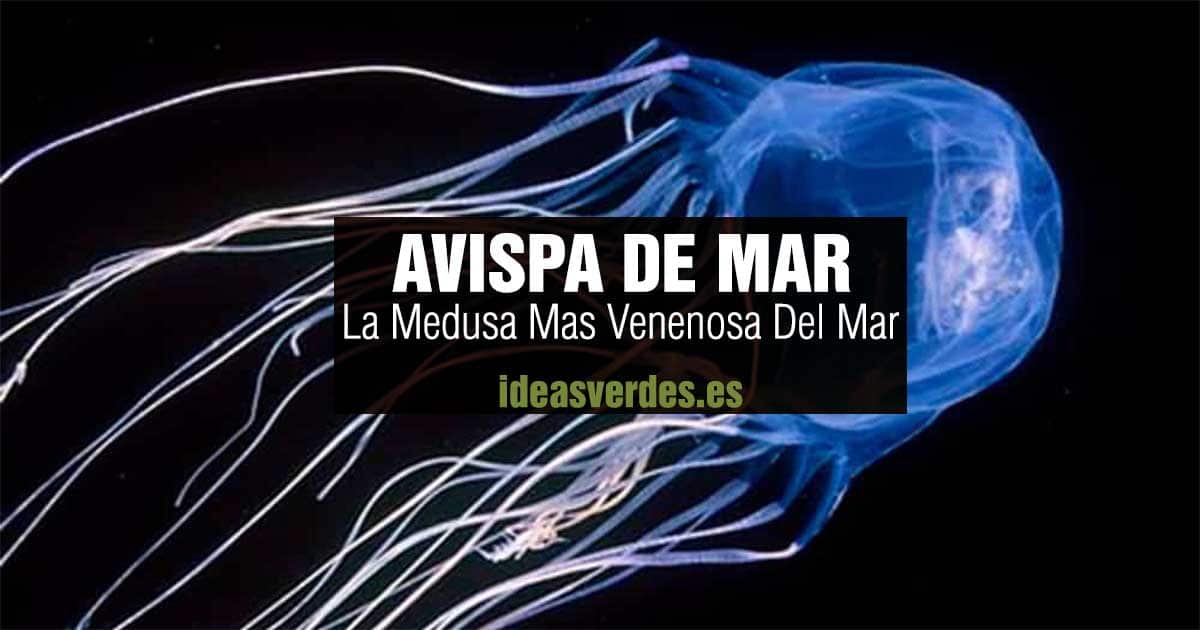 medusa avispa de mar