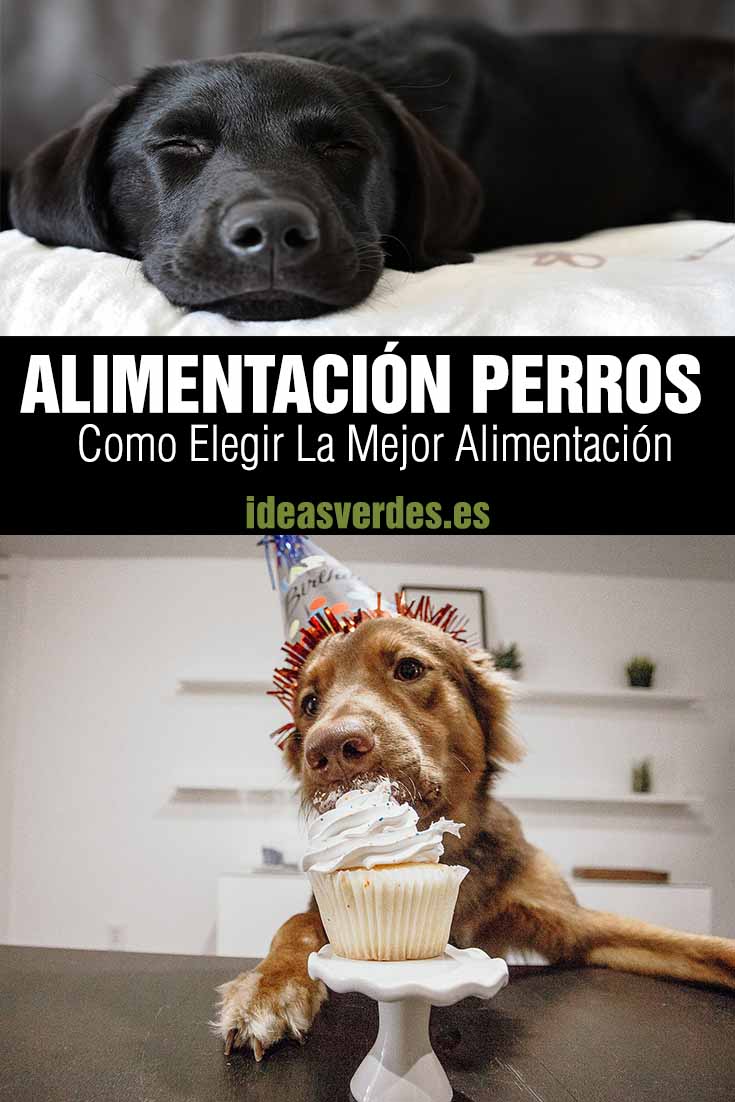 alimentacion natural para perros