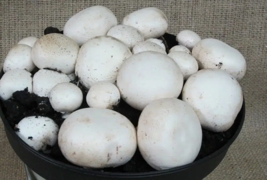 colonizar micelio champiñon