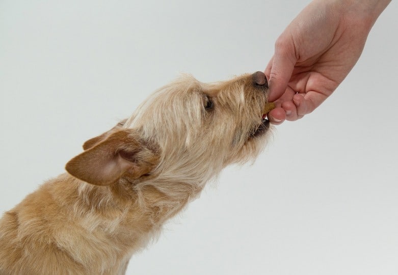 comida para perros