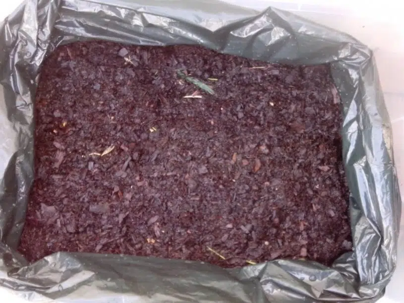 cultivar champiñon en caja de poliespan