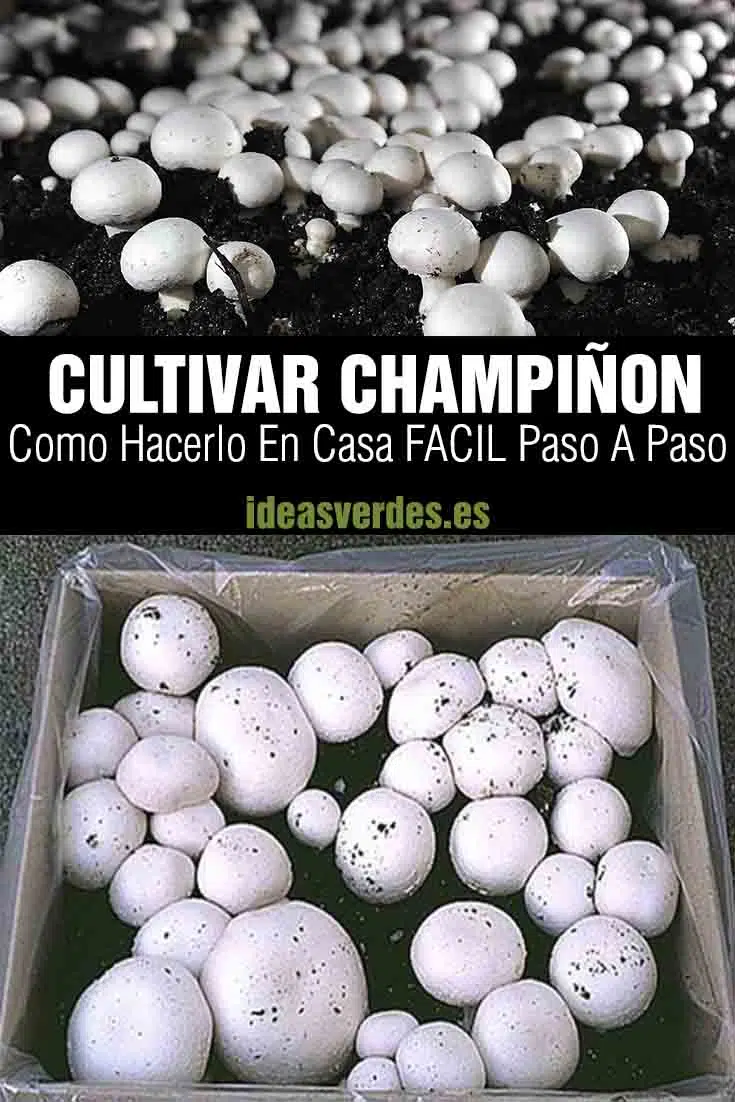 cultivar champiñones paso a paso gratis