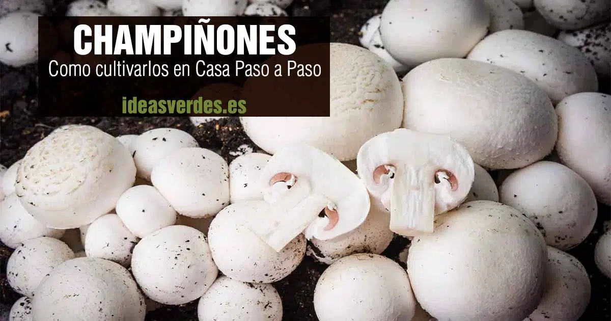 cultivar champiñones