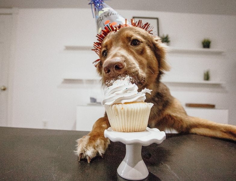 perro comiendo