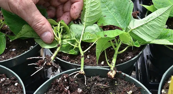 esquejes flor de pascua