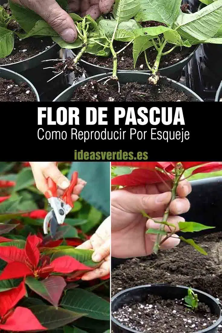 flor de pascua esqueje